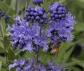 Bluebeard